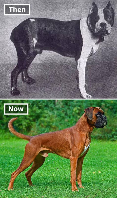 Here Are 18 Photos Showing Dog Breeds Today Vs 100 Years Ago