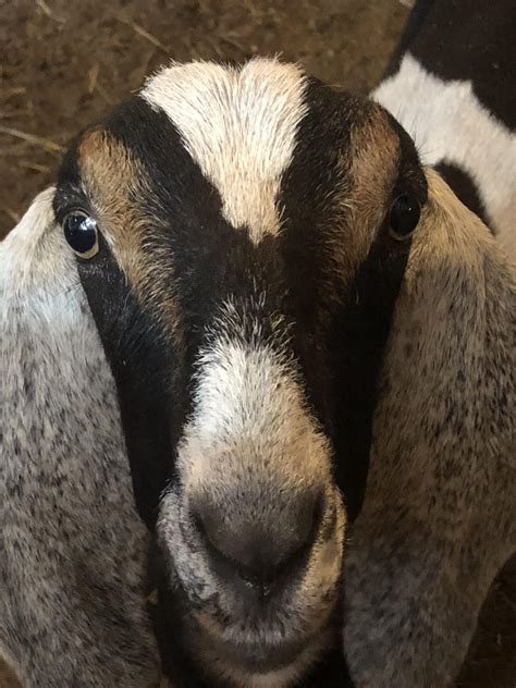 This Goat Has Beautiful Eyes Rgoats