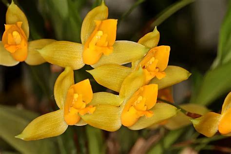 11 Yellow Orchid Flower Varieties With Name Photos For Home