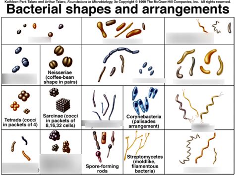 Bacterial Shapes And Arrangements Diagram Quizlet