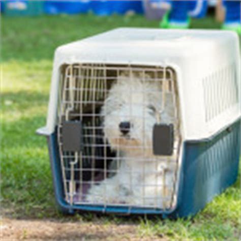 Dog cones alternatives (page 1). DIY Comfy Dog Cone Alternative | Dog Training Nation