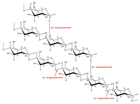 Oligosaccharides Amylopectin Amylose Cellulose Chitin