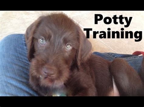 Find pudelpointer puppies and breeders in your area and helpful pudelpointer information. How To Potty Train A Pudelpointer Puppy - Pudelpointer ...