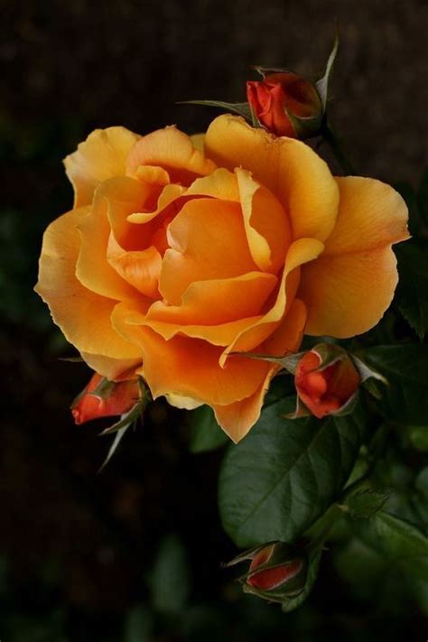 Fiori gialli spontanei nei campi : Fiori Gialli Rari