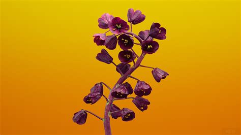 391065 Fritillaria Flower Ios 11 Stock 4k Rare Gallery Hd Wallpapers