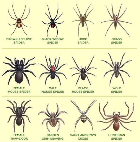 Spiders In Florida Chart