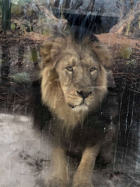 Gallery First Look At Chester Zoos New Lion Habitat Cheshire Live