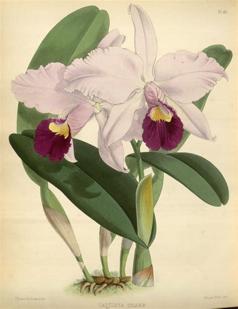 1882 Orchid Album Biodiversity Heritage Library Dessin