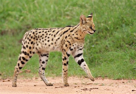 Facts About Servals