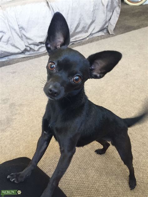 Female Chihuahua Looking For A Stud Stud Dog In Los Angeles