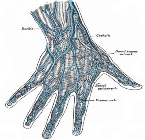 Illustrates The Generic Vascular Map Found On The Dorsum Of The Hand