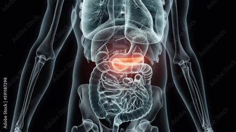 3d Rendering Medical Animation Of A Human Pancreasx Ray Of A Pancreas