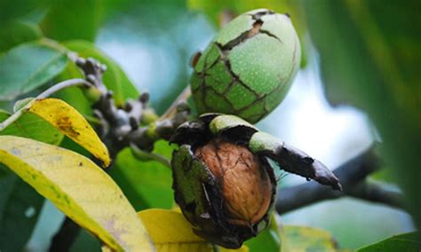 We did not find results for: Keepers Nursery - buy fruit trees online by mail order