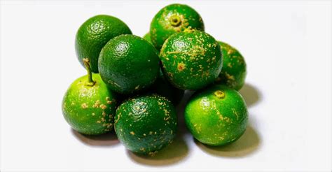Calamansi The Amazing Tiny Filipino Citrus Fruit Discover The