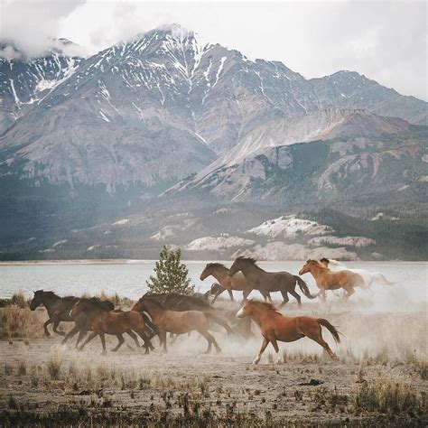 Wild Horses In Yukon Territory Canada Photo By Pangea Share Your