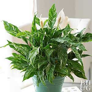 The euphorbiaceae family of plants has many branches that cause a toxic reaction when trimmed and the sap there are thousands of types of plants in the euphorbia genus. Poisonous Plants in the Home