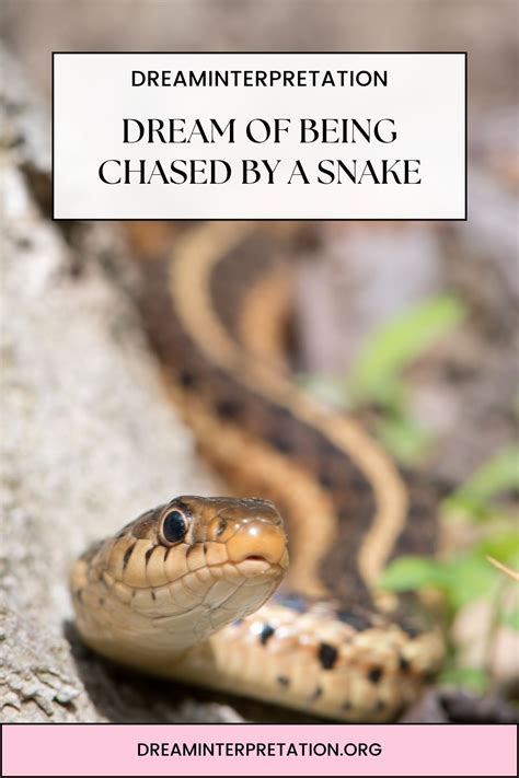 Dream Of Being Chased By A Snake Interpretation And Spiritual Meaning