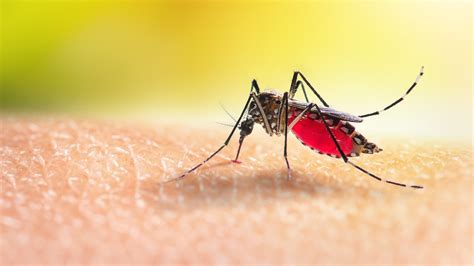Why Mosquitoes Bite Some People And Not Others