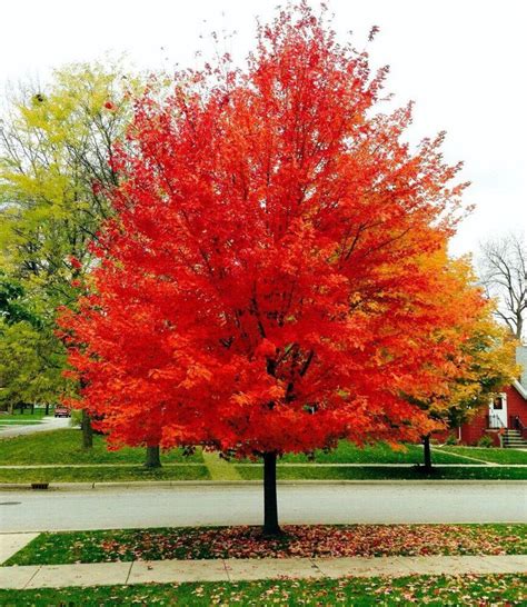 Acer Rubrum Red Maple Etsy Red Maple Tree Red Sunset Maple Red