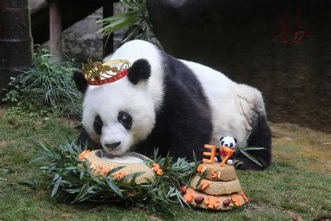 Worlds Oldest Living Panda In Captivity Celebrates 37th Bday