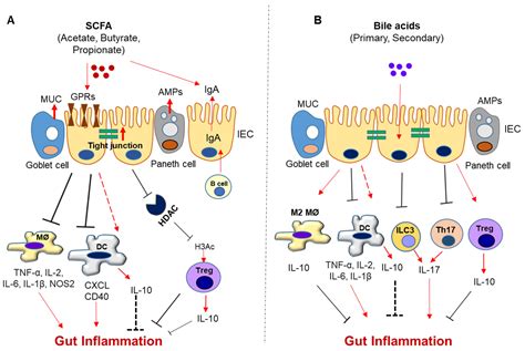 Biomedicines Free Full Text Crosstalk Between Gut Microbiota And