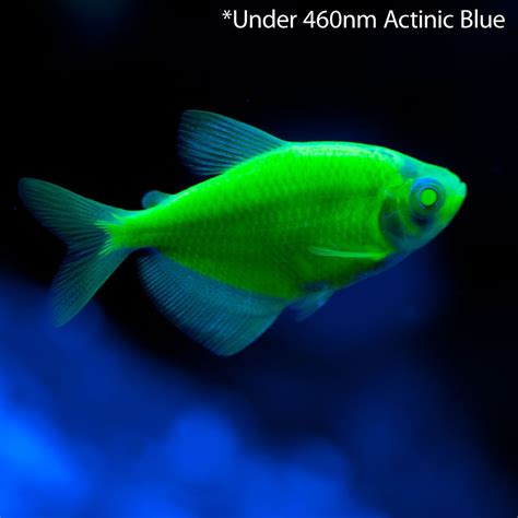 Glofish Hľadať Googlom Glofish Fresh Water Fish Tank Glow Fish