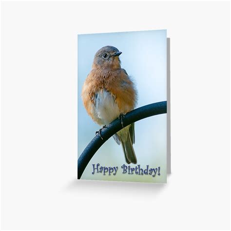 Happy Birthday From Fluffy Bluebird Greeting Card For Sale By