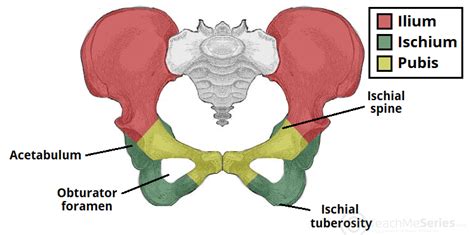 Which Bones Form The Three Main Divisions Of The Pelvis