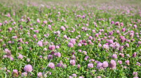 Pink And Green Clover Meadow Stock Photo Image Of Spring Clover