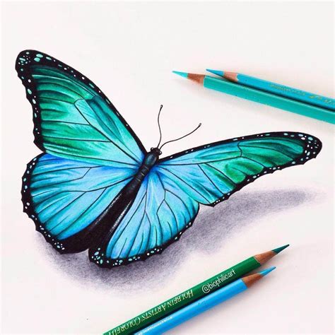 Blue Morpho Butterfly Realistic Animal Pencil Drawings Click The