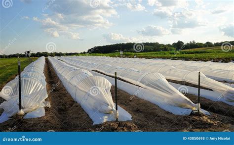 White Plastic Row Covers In Field Stock Photo Image 43850698