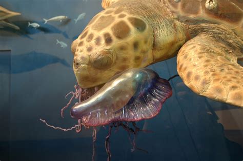Learn About Nature What Do Sea Turtles Eat Learn About Nature
