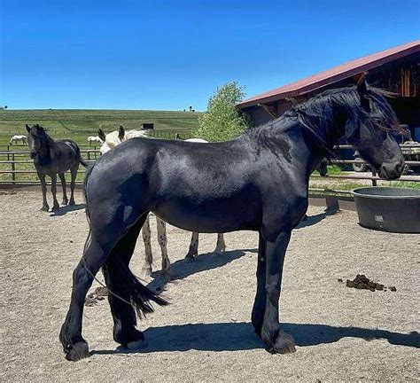 4 Year Old Purebred Friesian Mare