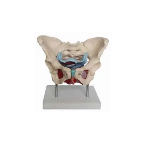 Anatomical Model Kt Female Pelvic Muscles And Organs For Laboratory Rs