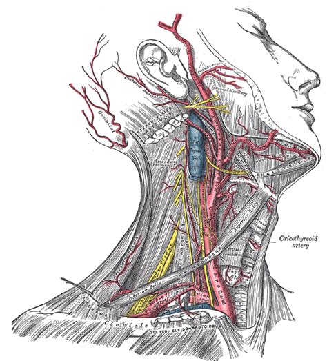 Arteria carotis interna) is located in the inner side of the neck in contrast to the external carotid artery. Head and neck anatomy - Wikipedia