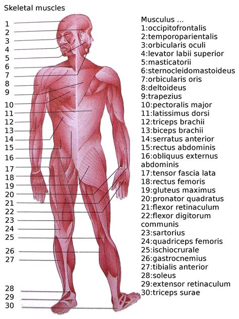 A muscle consists of fibers of muscle cells surrounded by protective tissue this signal causes the myosin proteins to grab onto the actin filaments around them. List of skeletal muscles of the human body - Wikipedia