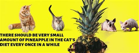 Cold season is officially here—if you're a human. Can Cats Eat Pineapple? Why Cat Food Brands Include it in ...