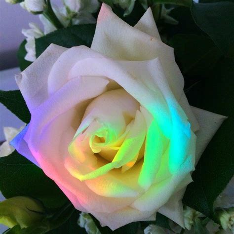 Aesthetic Colourful Rainbow Aesthetic Roses Rainbow Aesthetic