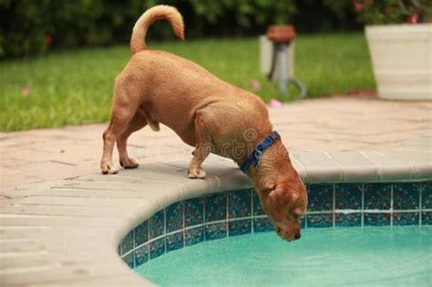 What happens when dogs drink salt water? My Dog Drank Pool Water Will He Get Sick? | Our Fit Pets