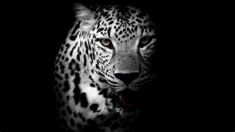 Top 48 Imagen Leopardo Fondo De Pantalla Vn