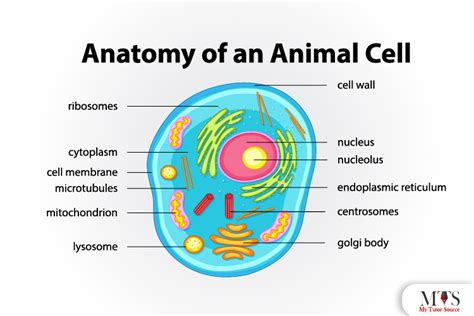 Types And Structure Of Animal Cell