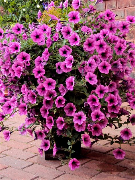 See how to plant and take care of your petunias to keep them blooming. Free Pink petunias Stock Photo - FreeImages.com