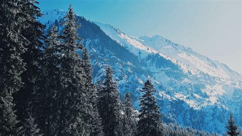 Download Wallpaper 1920x1080 Mountains Trees Pines Slopes Snowy