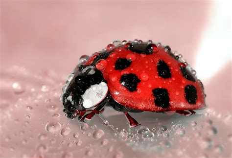 Free Images Nature Dew Water Drop Red Insect Ladybug Bug Fauna