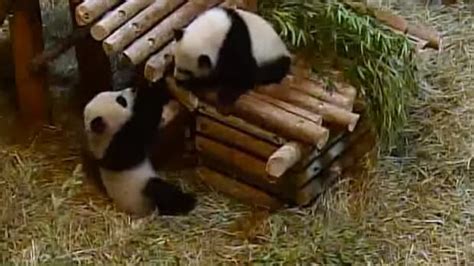Panda Cam Toronto Zoo Launches Live Video So You Can Watch Cubs 247