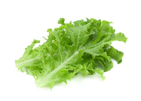 Green Lettuce Salad Fresh Leaf Stock Image Image Of Vegetable Salad