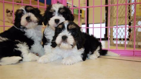 Get instant quality results at zapmeta now! Adorable Tri Color Cavachon Puppies For Sale Georgia Local ...