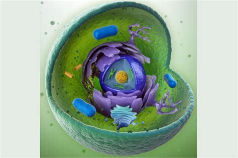 Plant and animal cells have several differences and similarities. What Is an Organelle?