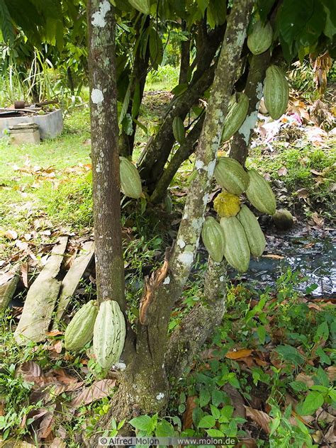To achieve 100% productivity the farm needs 128 cocoa fields. Photo of Cocoa fruits hanging from the tree. Cocoa ...