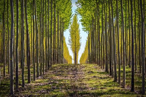 Rows Of Trees On An Oregon Tree Farm Stock Image Image Of Rows